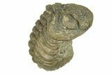 Long, Bumpy Enrolled Morocops Trilobite - Morocco #269168-1